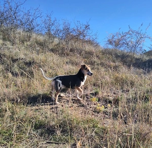 MOLLY - kleine Herzensdame Bild 6