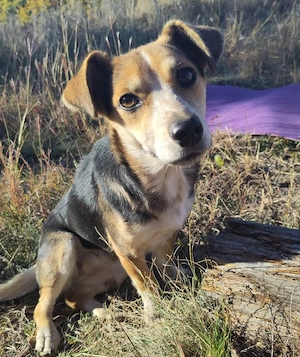 MOLLY - kleine Herzensdame