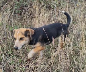 MOLLY - kleine Herzensdame Bild 2