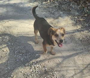 MOLLY - kleine Herzensdame Bild 5