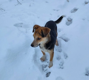 MOLLY - kleine Herzensdame Bild 8