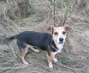 MOLLY - kleine Herzensdame Bild 4