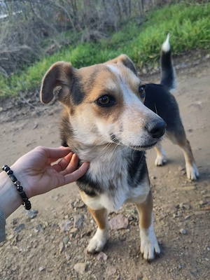 MOLLY - kleine Herzensdame Bild 3