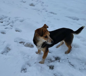 MOLLY - kleine Herzensdame Bild 9