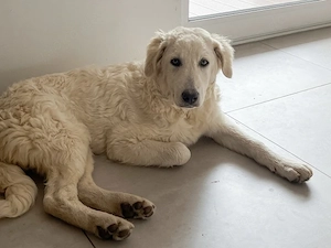Chiquita sucht ihr Zuhause