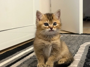 süße 2 Kitten zu verkaufen 