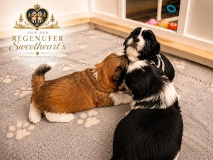 Exklusive Shih Tzu Welpen aus Championlinie von den Regenufer Sweetheart's