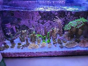 Meerwasser Korallen Ableger SPS LPS Zoas Anemone