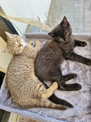  Abgabebereit Britisch kurzhaar Kitten Bkh  2 frei    