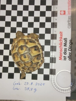 Grieschiche Landschildkröten