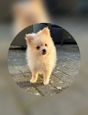 Zwergspitz pomeranian weibchen