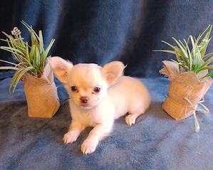 Wunderschöne Langhaar Chihuahua Rüden!