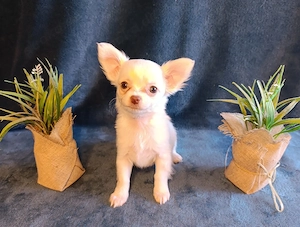 Wunderschöner Langhaar Chihuahua Rüde!