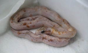 1.0 Schönnatter Calico Hypo 100% het. Albino DNZ 2025