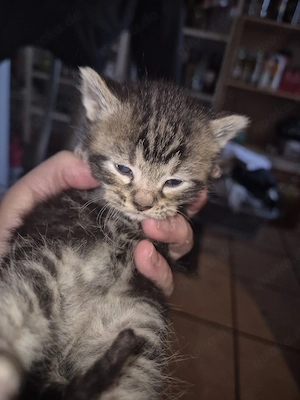 Babykätzchen 