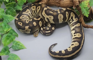0.1 Chocolate Pastel 100% het. Clown pos. het. Ghost Zuchtweibchen 2000g ENZ 2020