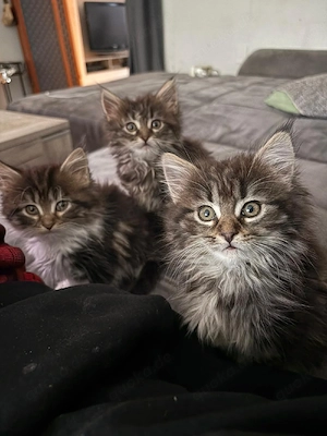 wunderschöne Norwegischewaldkatze XXL Maine Coon  Kitten 