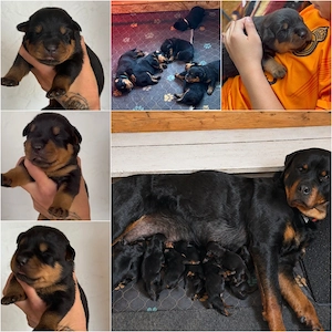 Rottweiler Welpen aus familiären Aufzucht mit Ahnentafel suchen ein liebevolles zu Hause