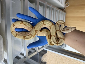 1.0 Super Hypo Labyrinth Parahet poss Jungle