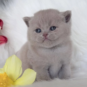 Hervorragende Britisch Kurzhaar-Kitten   Kater und Kätzinnen.