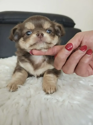 Chihuahua welpen