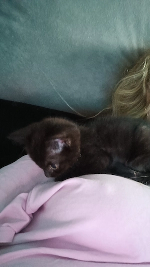 baby katze
