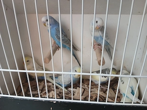 Wellensittiche jung 