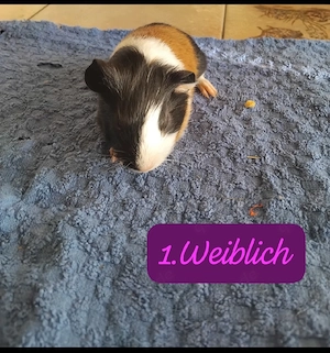 Meerschweinchen babys Männlich Weiblich 