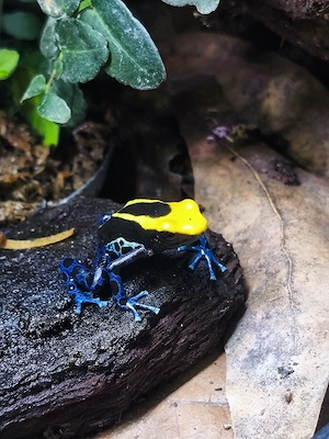 Suche Dendrobates Tinctorious Brasilianer Männchen 