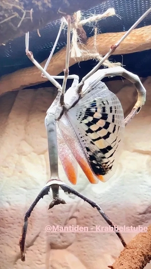 Heterochaeta Orientalis  Mantiden 