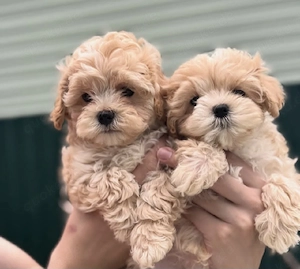maltipoo welpen