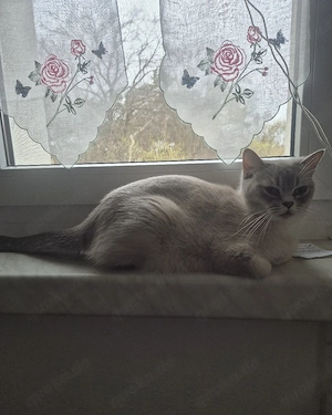 Reinrassige Britisch Kurzhaar Katze sucht ein liebevolles Zuhause.
