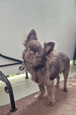 Chihuahua Mädchen Langhaar Farbe Blue 