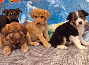 Mini aussie- zwerg Pudel Welpen 