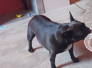 Französische Bulldogge 