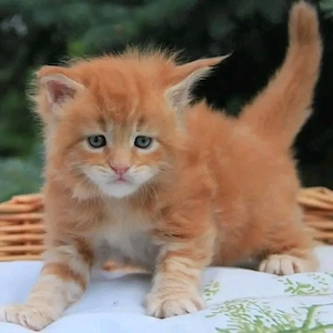 Verspielte Maine-Coon-Kätzchen