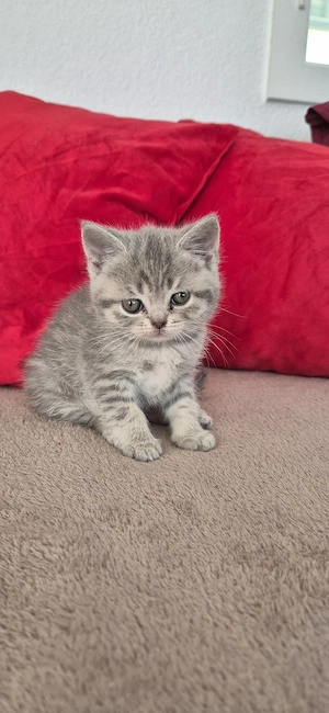 Süßer BKH-Kater zu verkaufen   