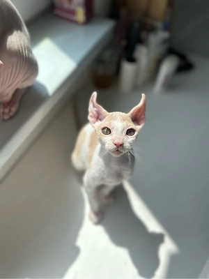 Elf Sphynx Kitten zu verkaufen