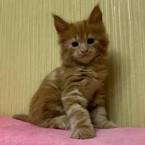 Prächtige Maine-Coon-Kätzchen (männlich und weiblich)