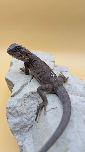 Bartagamen Pogona Vitticeps Hypo Trans Leatherback usw