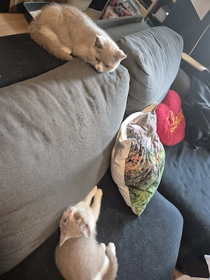 2 süße bkh kitten kater