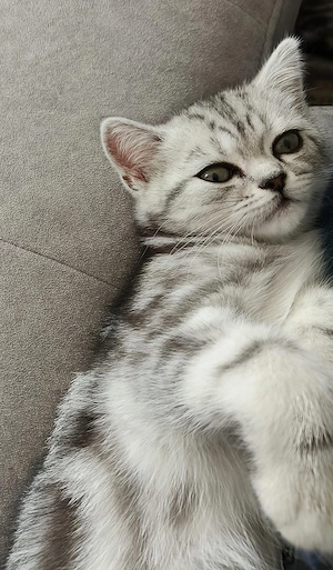 BKH Kitten mit Impfpass!
