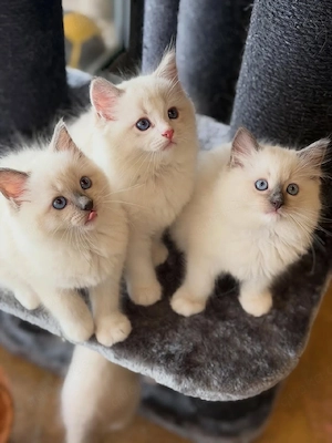Ragdoll-Kätzchen zu verkaufen   TICA-registriert