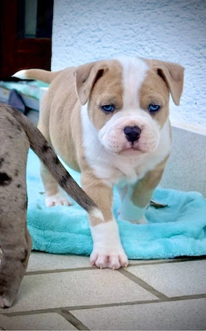 american bully oeb old englisch bulldogge X am. Bull