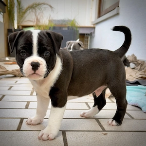 american bully oeb old englisch bulldogge X am. Bull