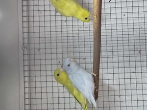 Gebe ab Blaugenick-Sperlingspapageien  Bild 2