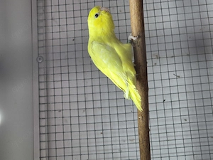 Gebe ab Blaugenick-Sperlingspapageien  Bild 3