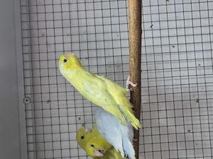Gebe ab Blaugenick-Sperlingspapageien 