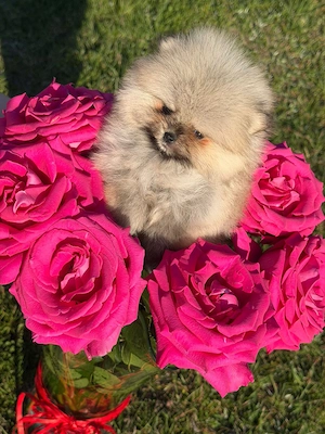 Pomeranian Zwergspitz Welpen Reinrassig 