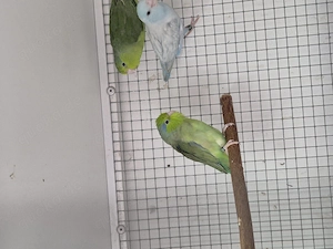 Gebe Blaugenick-Sperlingspapageien 